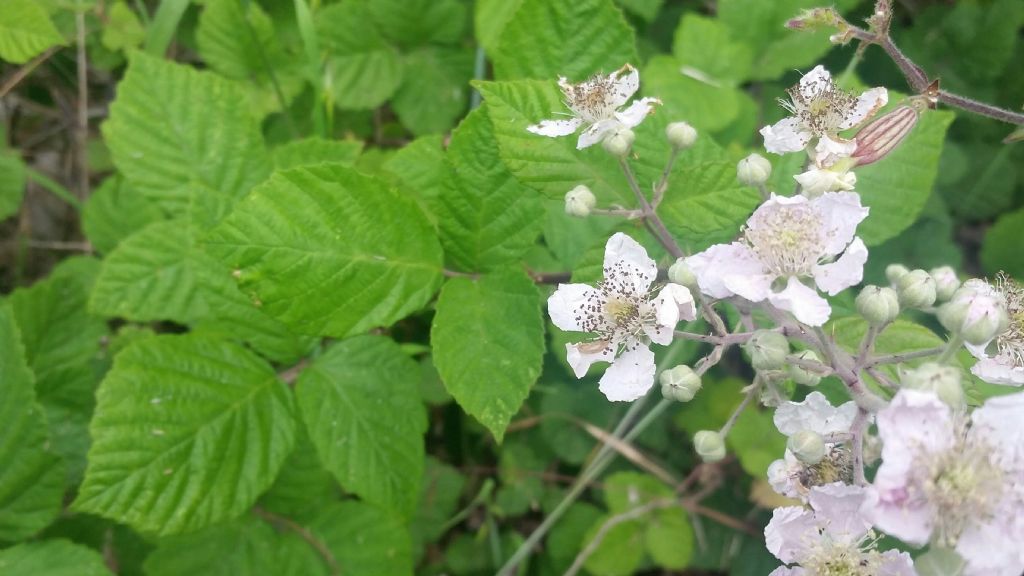 Rovo?  S, Rubus sp.